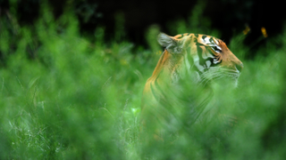 So, Why <i>Was </i>a Tiger Able to Get a Coronavirus Test?